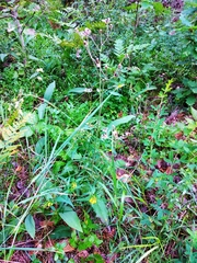 Hieracium sylvularum