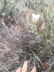 Calochortus bruneaunis