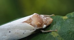Diestostemma atropunctulatum
