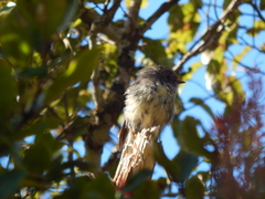 Petroica macrocephala macrocephala