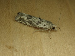 Pelochrista serpentana