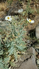 Argemone pleiacantha