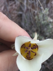 Calochortus bruneaunis