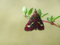 Pyrausta aurata