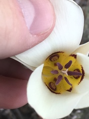 Calochortus bruneaunis