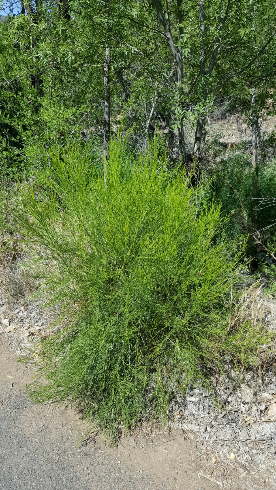 baccharis sarothroides