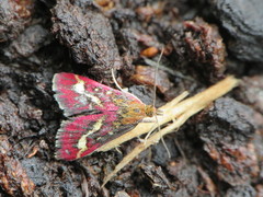 Pyrausta aurata