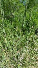 Anisacanthus thurberi