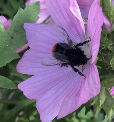 Bombus lapidarius