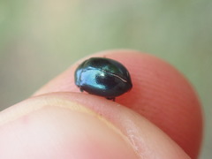 Chrysolina varians