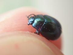Chrysolina varians