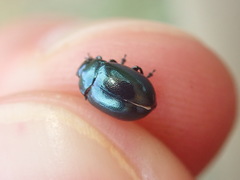 Chrysolina varians