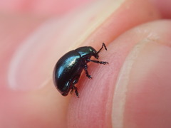 Chrysolina varians