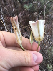 Calochortus bruneaunis