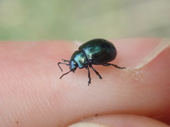 Chrysolina varians
