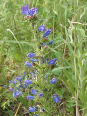 Echium vulgare
