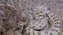 Crotalus cerastes laterorepens