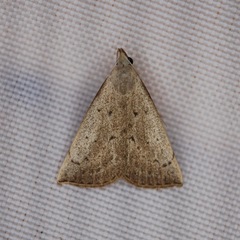 Macrochilo louisiana