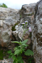 Ageratum gaumeri