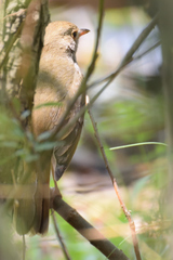 Catharus aurantiirostris