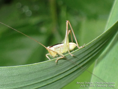 Conocephalus exemptus