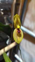 Maxillaria lineolata