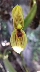 Maxillaria lineolata