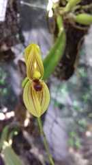 Maxillaria lineolata