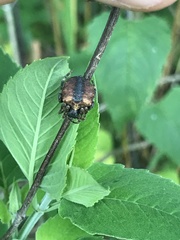 Acanthepeira cherokee