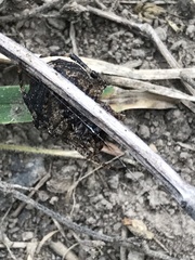 Acanthepeira cherokee