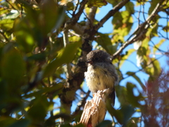 Petroica macrocephala macrocephala
