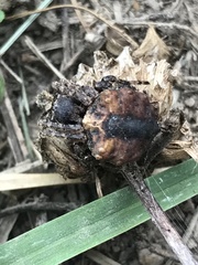 Acanthepeira cherokee