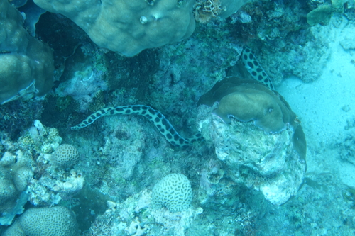 Ocellate snake eel (Myrichthys maculosus) — Ophichthidae