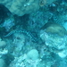 モヨウモンガラドオシ