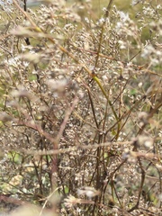 Gypsophila paniculata