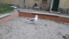 Larus argentatus