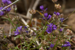 Gilia capitata chamissonis