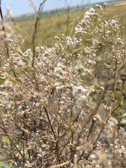 Gypsophila paniculata