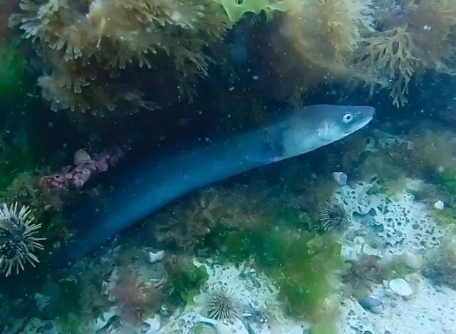 Argentine Conger