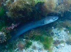 Conger orbignianus