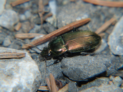 Poecilus cupreus