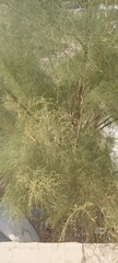Tamarix aucheriana