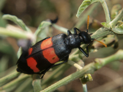 Hycleus dicinctus