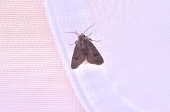 Caradrina kadenii