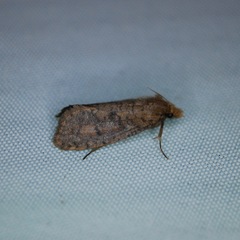 Acrolophus propinqua