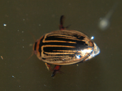 Hydaticus flavolineatus