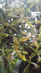 Epidendrum cristatum