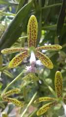 Epidendrum cristatum