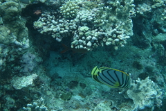 Chaetodon meyeri