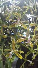 Epidendrum cristatum